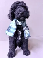 Male, a male Poodle - Standard  for sale in Spring Valley, MN – 2 of 5