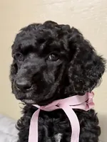 Black, a female Poodle - Standard  for sale in Spring Valley, MN – 2 of 2