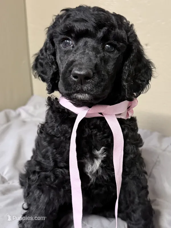 Black – Poodle - Standard  puppy for sale in Spring Valley, MN