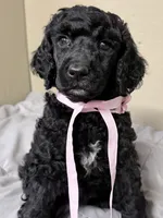 Black, a female Poodle - Standard  for sale in Spring Valley, MN – 1 of 2