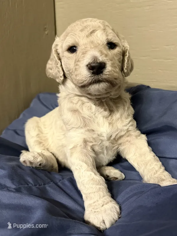 Male – Poodle - Standard  puppy for sale in Spring Valley, MN