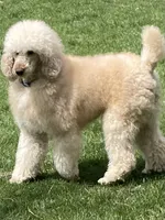 Male, a male Poodle - Standard  for sale in Spring Valley, MN – 3 of 4