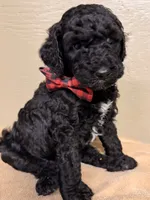 Male, a male Poodle - Standard  for sale in Spring Valley, MN – 3 of 5
