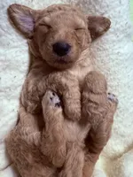 Apricot, a male Poodle - Standard  for sale in Spring Valley, MN – Photo 1 of 4