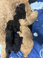 Apricot, a male Poodle - Standard  for sale in Spring Valley, MN – Photo 2 of 4