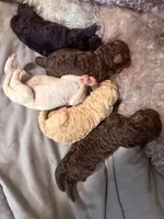 Apricot, a male Poodle - Standard  for sale in Spring Valley, MN – Photo 3 of 4