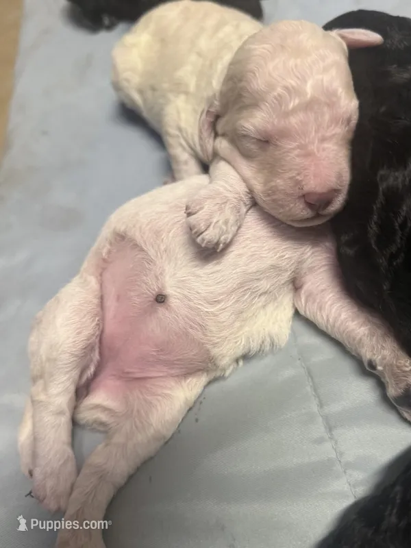 Cream, a female Poodle - Standard  for sale in Spring Valley, MN – Photo 1 of 3