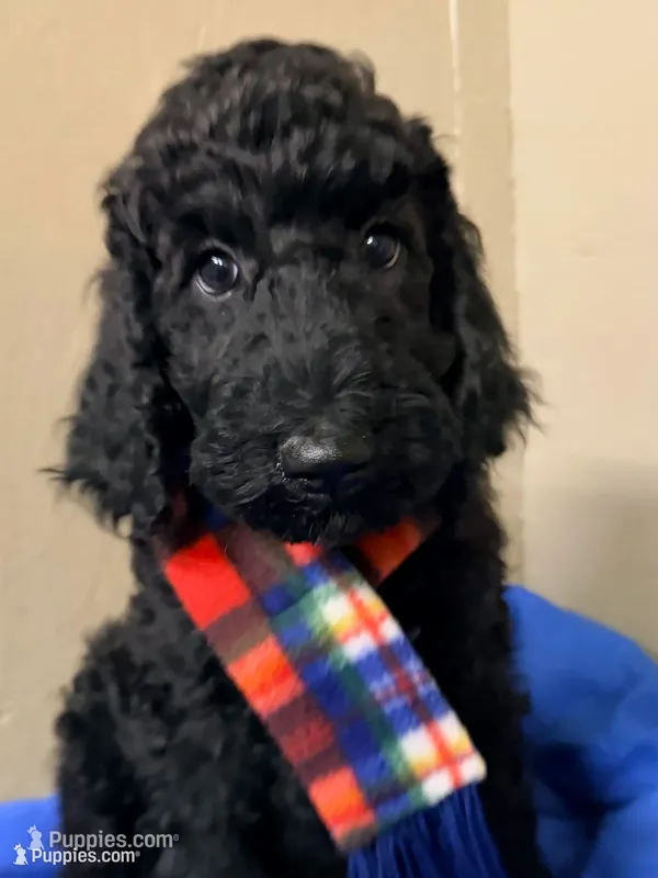 Male – Poodle - Standard  puppy for sale in Spring Valley, MN