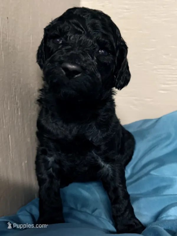 Male – Poodle - Standard  puppy for sale in Spring Valley, MN