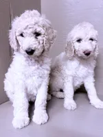 Cream, a male Poodle - Standard  for sale in Spring Valley, MN – Photo 1 of 2