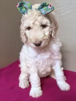 Cream, a male Poodle - Standard  for sale in Spring Valley, MN – Photo 2 of 2