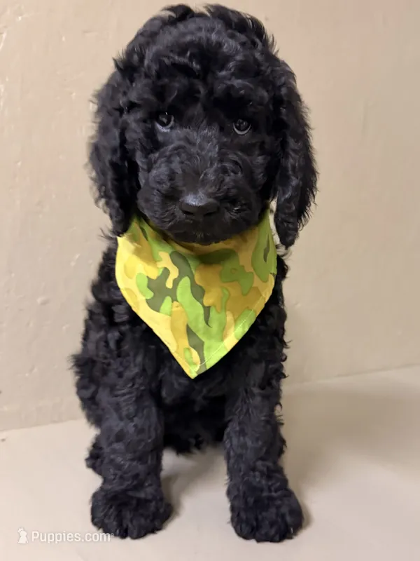 Male – Poodle - Standard  puppy for sale in Spring Valley, MN