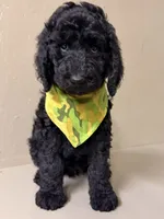 Male, a male Poodle - Standard  for sale in Spring Valley, MN – 1 of 4
