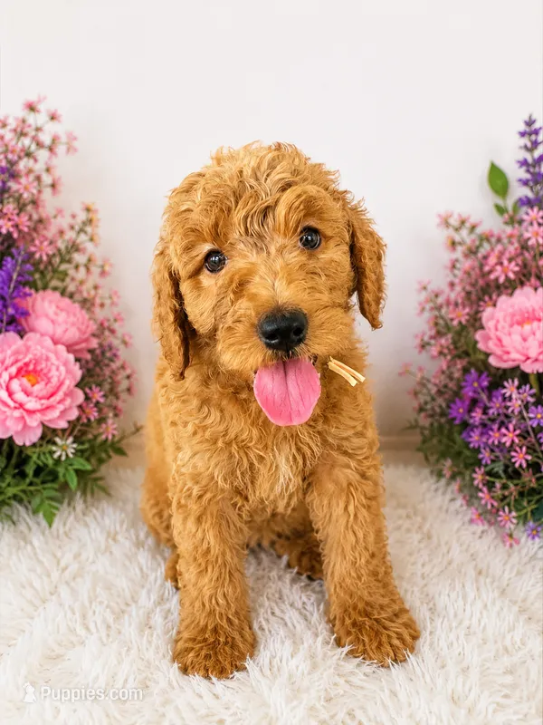 Buttons – Goldendoodle puppy for sale in Buckeye, AZ