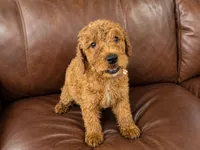 Buttons, a female Goldendoodle for sale in Buckeye, AZ – 3 of 6