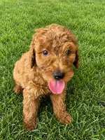Buttons, a female Goldendoodle for sale in Buckeye, AZ – 5 of 6
