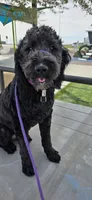 April, a female Goldendoodle for sale in Buckeye, AZ – 7 of 10
