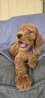 Fozzie, a male Goldendoodle for sale in Buckeye, AZ – 6 of 6