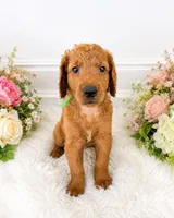 Yogi, a male Goldendoodle for sale in Buckeye, AZ – 4 of 5