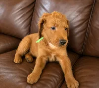 Yogi, a male Goldendoodle for sale in Buckeye, AZ – 5 of 5