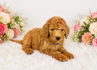 Fozzie, a male Goldendoodle for sale in Buckeye, AZ – 5 of 6