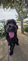 April, a female Goldendoodle for sale in Buckeye, AZ – 3 of 10