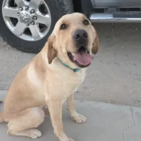 Charlie, a male Labrador Retriever for sale in Buckeye, AZ – Photo 3 of 10