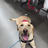 Charlie, a male Labrador Retriever for sale in Buckeye, AZ – Photo 1 of 10