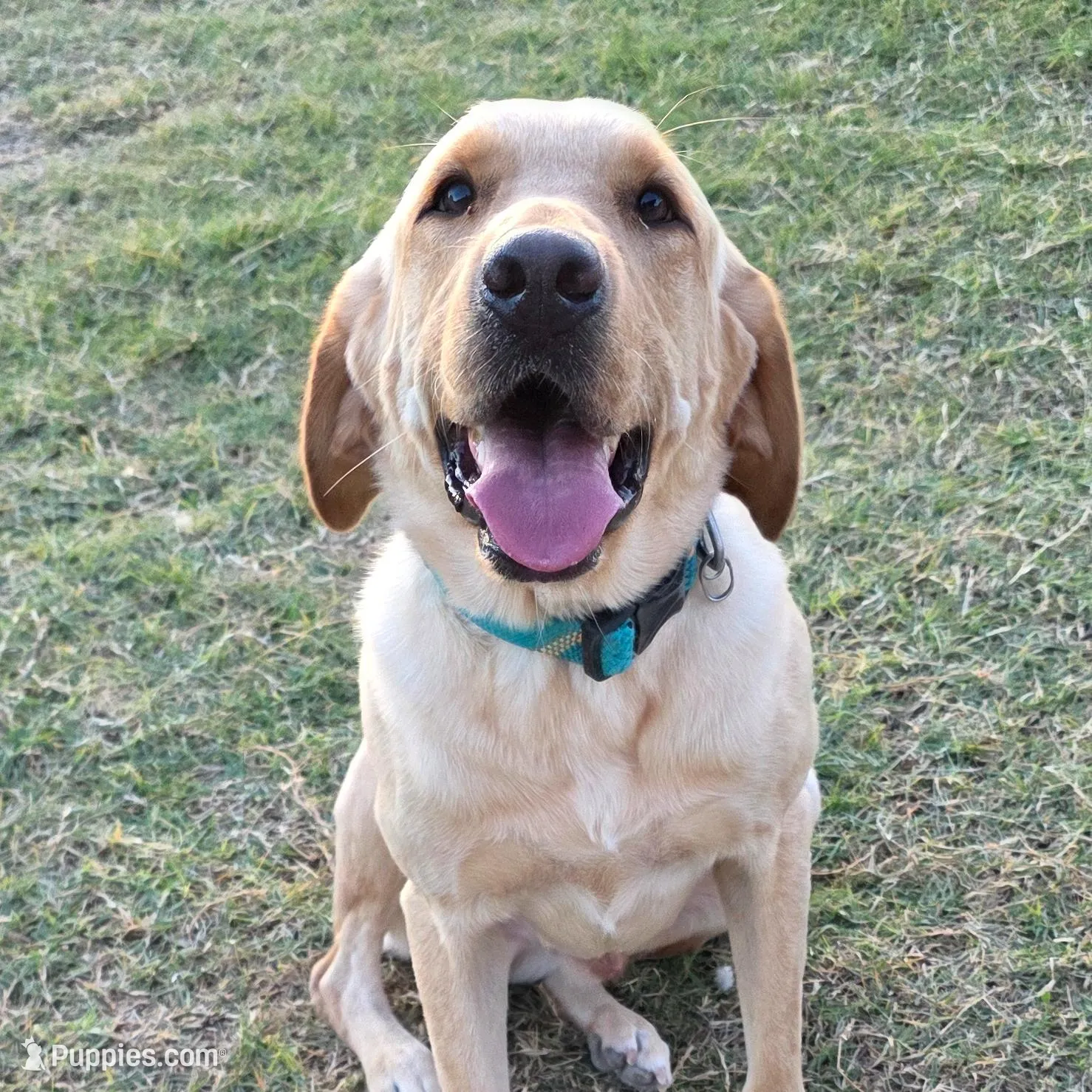 Charlie, a male Labrador Retriever for sale in Buckeye, AZ – Photo 9 of 10