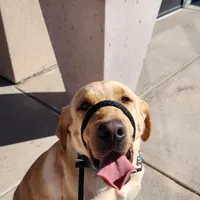 Charlie, a male Labrador Retriever for sale in Buckeye, AZ – Photo 5 of 10