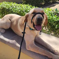 Charlie, a male Labrador Retriever for sale in Buckeye, AZ – Photo 6 of 10