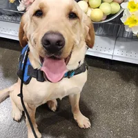 Charlie, a male Labrador Retriever for sale in Buckeye, AZ – Photo 8 of 10