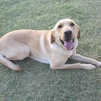 Charlie, a male Labrador Retriever for sale in Buckeye, AZ – Photo 10 of 10