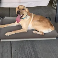 Charlie, a male Labrador Retriever for sale in Buckeye, AZ – Photo 2 of 10