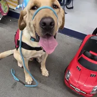 Charlie, a male Labrador Retriever for sale in Buckeye, AZ – Photo 4 of 10