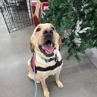 Charlie, a male Labrador Retriever for sale in Buckeye, AZ – Photo 7 of 10