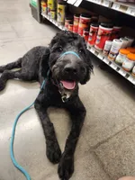 April, a female Goldendoodle for sale in Buckeye, AZ – 8 of 10