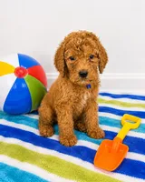Fozzie, a male Goldendoodle for sale in Buckeye, AZ – 2 of 6