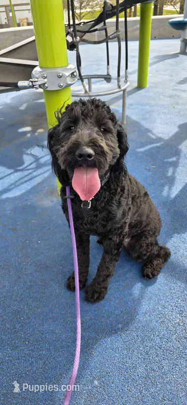 April – Goldendoodle puppy for sale in Buckeye, AZ