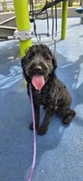 April, a female Goldendoodle for sale in Buckeye, AZ – 1 of 10