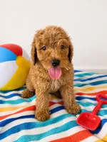 Buttons, a female Goldendoodle for sale in Buckeye, AZ – 6 of 6