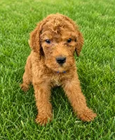 Fozzie, a male Goldendoodle for sale in Buckeye, AZ – 4 of 6