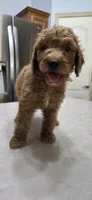 Buttons, a female Goldendoodle for sale in Buckeye, AZ – 4 of 6
