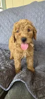 Buttons, a female Goldendoodle for sale in Buckeye, AZ – 2 of 6