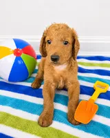 Yogi, a male Goldendoodle for sale in Buckeye, AZ – 2 of 5