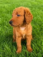 Yogi, a male Goldendoodle for sale in Buckeye, AZ – 3 of 5