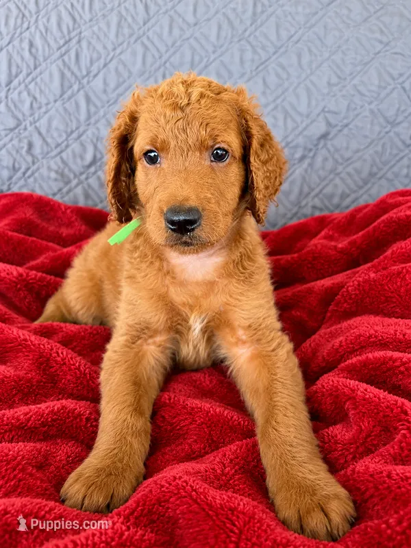 Yogi – Goldendoodle puppy for sale in Buckeye, AZ