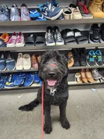 April, a female Goldendoodle for sale in Buckeye, AZ – 9 of 10