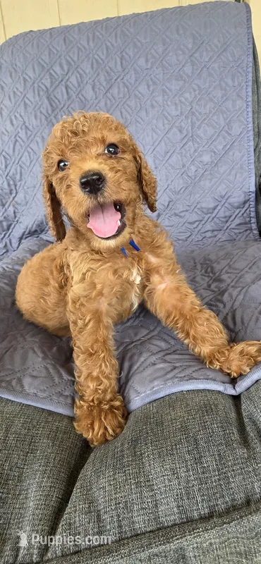 Fozzie – Goldendoodle puppy for sale in Buckeye, AZ