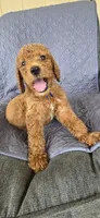Fozzie, a male Goldendoodle for sale in Buckeye, AZ – 1 of 6